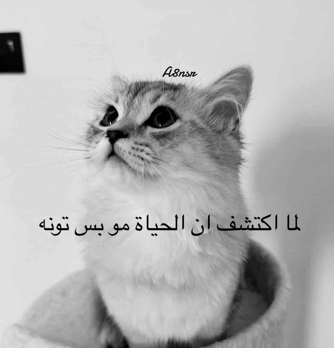 A8nsr's tweet image. 