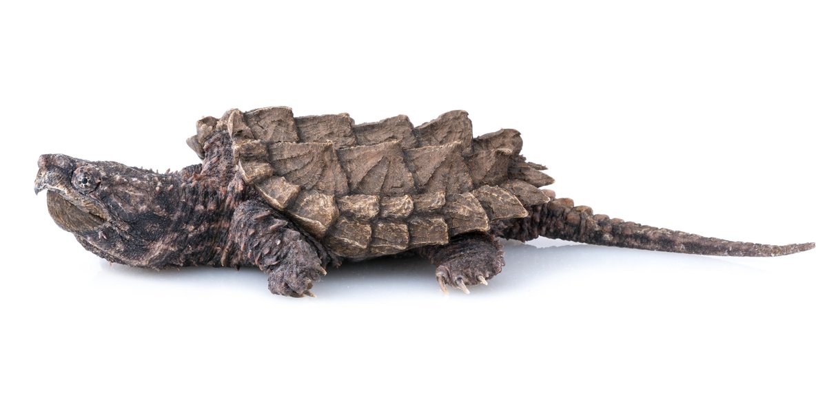 U.S. Fish and Wildlife Service (@usfws) on Twitter photo The alligator snapping turtle is the largest freshwater turtle in North America, known for its powerful jaws, spiked shell and worm-like tongue used to lure prey. Primarily found in the deep, slow-moving waters of large rivers in the Mississippi River Basin.
📷 Sam Stukel/USFWS The alligator snapping turtle is the largest freshwater turtle in North America, known for its powerful jaws, spiked shell and worm-like tongue used to lure prey. Primarily found in the deep, slow-moving waters of large rivers in the Mississippi River Basin.
📷 Sam Stukel/USFWS