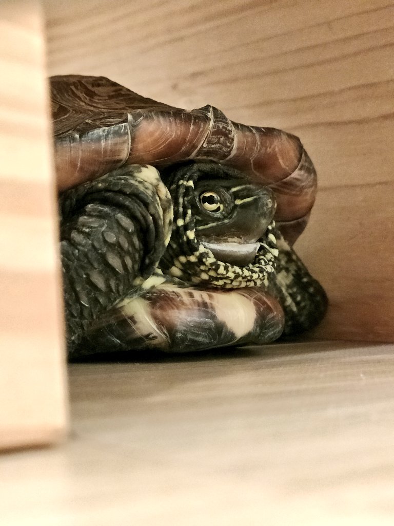人間に吸われるから避難……