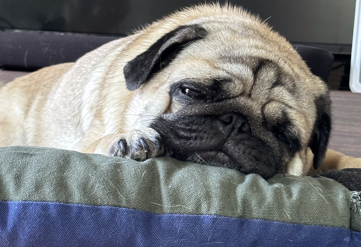 chachamaru_pug's tweet image. ご飯とオヤツ以外の時間はずっと充電中

#pug #パグ