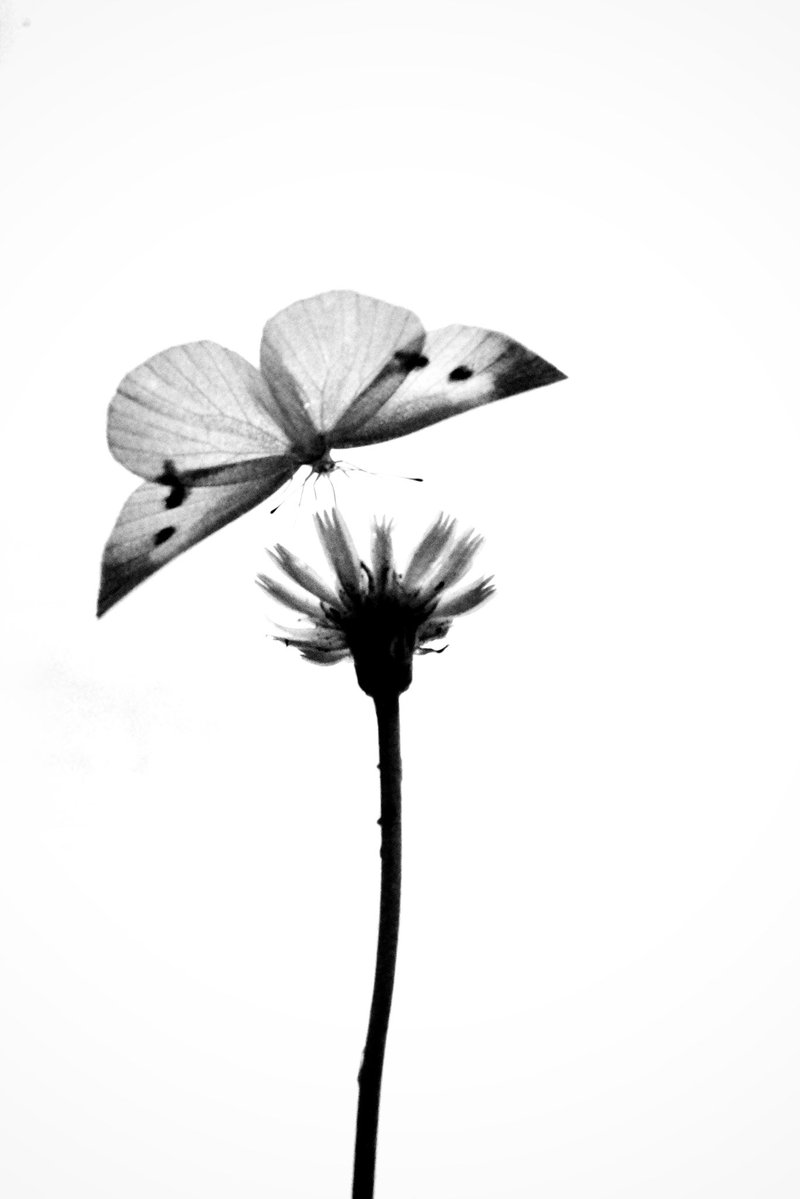 Samechan__17's tweet image. 優しい時間 2025 No190
Gentle Time
#優しい時間
#gentletime
#gr3
#モノクロ写真
#blackandwhitephotography
#白黒写真
#monochromephotography
#写真が好きな人と繋がりたい