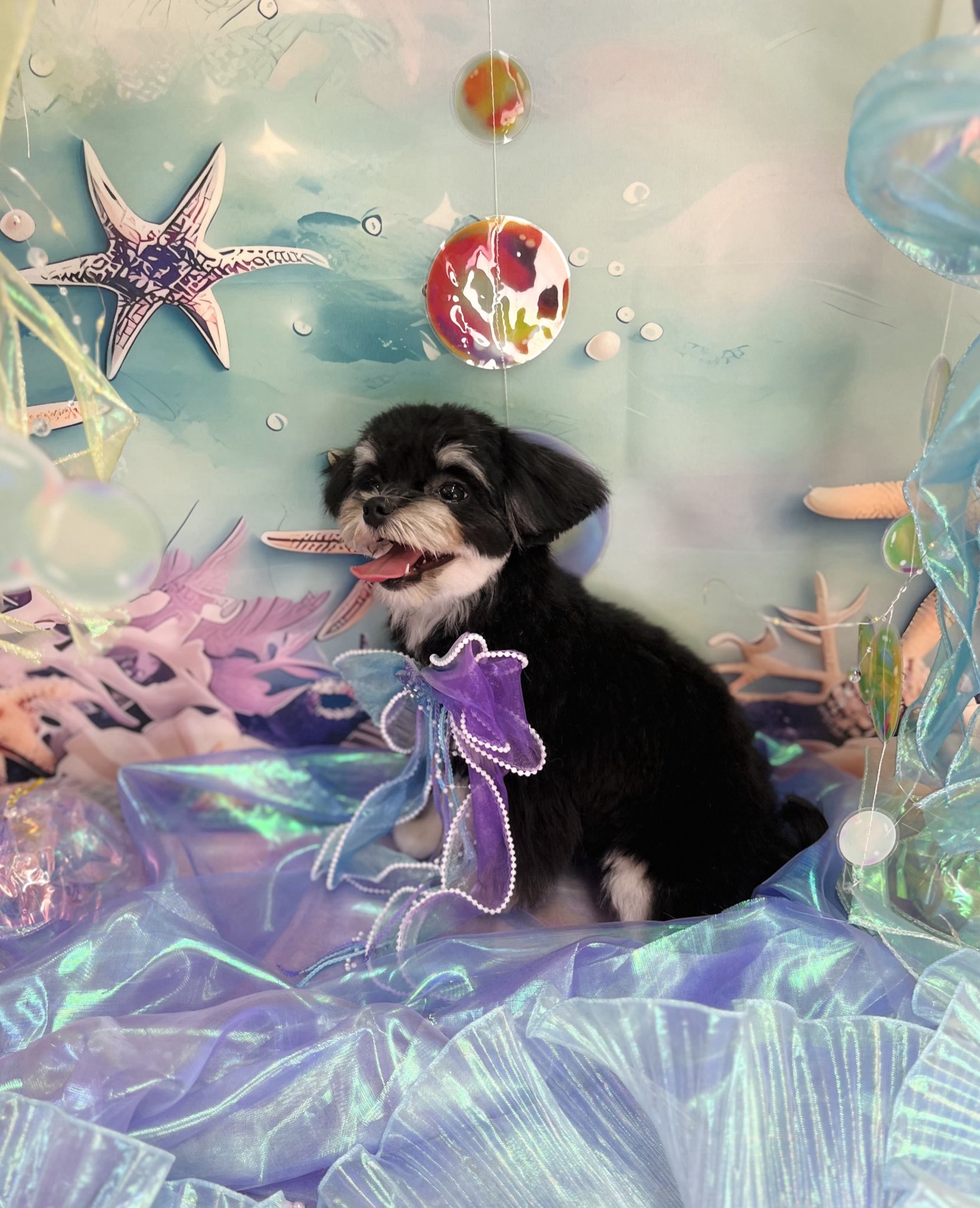 チワマルのちくわ (@chikuwa__dayo_) / X