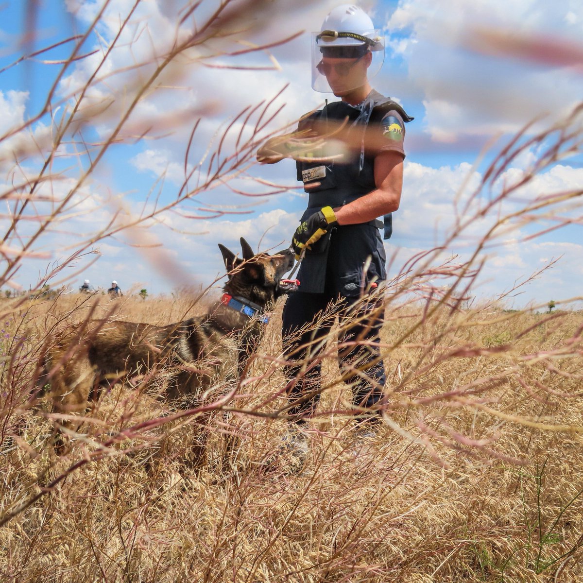 herorats's tweet image. #APOPO Technical Survey Dog teams are working in Ukraine, speeding up land release and protecting farming communities. In partnership with @MAGsaveslives and with support from @EU_FPI, these dogs are helping #Ukraine reclaim its land safely.
#HeroDOGs #MineAction #FoodSecurity