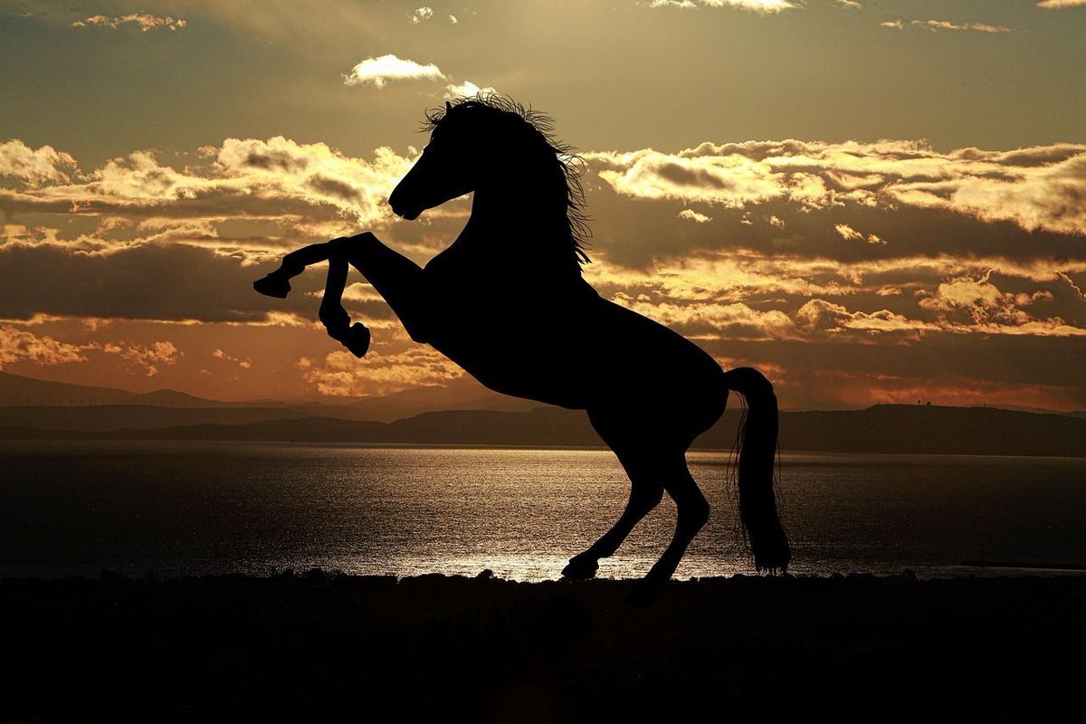 LibraryArabLit's tweet image. "Dawn was the shock of gray hair. I crossed the dark on a branded horse in his prime like a river in spate,"
Ibn al-Muʿtazz, In Deadly Embrace, translated by James E. Montgomery