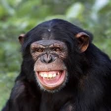 AdaZytoon's tweet image. It's World Chimpanzee Day. Wishing our closest primate relatives a day as amazing as they are! 馃悞鉂わ笍Let's protect and conserve these incredible creatures.we protect their habitats and conservation status and learn about their behaviours 馃悞#goldenpost
#ministryoftourlism