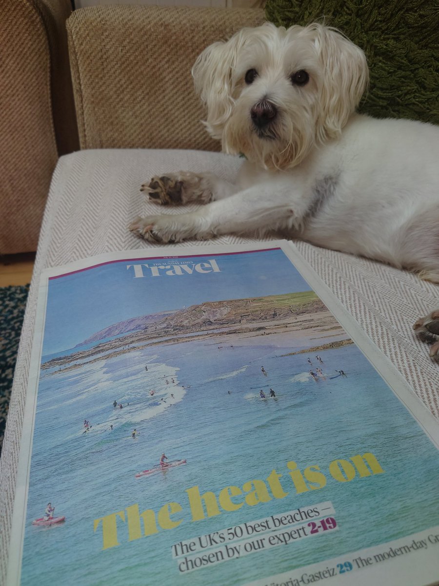 ernpup's tweet image. Just catching up on the Sunday papers 🗞️ We have only been to 11 of the top 50 UK beaches mentioned in @thetimes... I've told the hoomans they need to book us some more holidays sharpish! ⛱️🤣 #beachboy #staycation #dogsofX