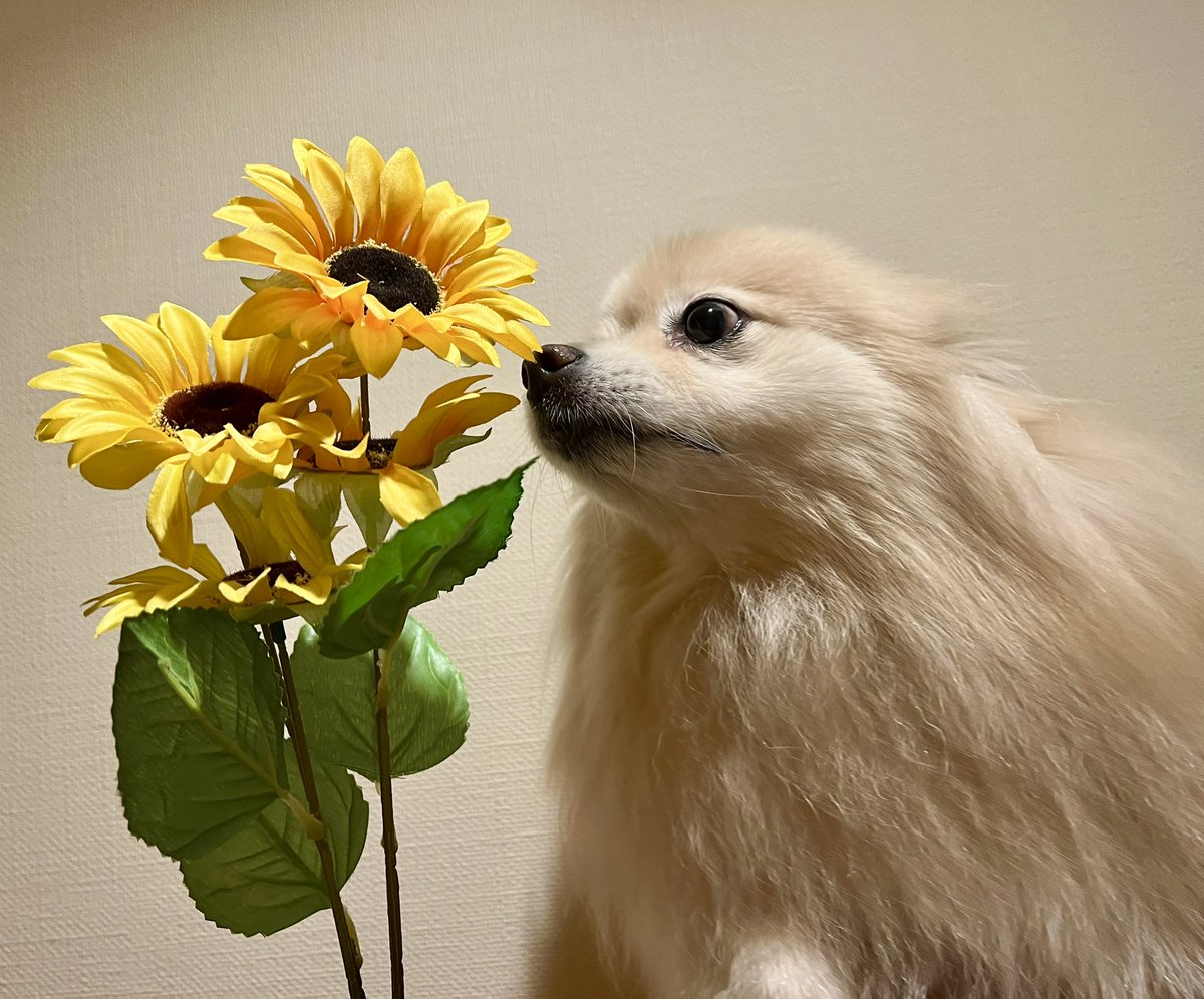 1970年、佐藤栄作内閣にて
「日本の呼称が『ニッポン』に正式決定した日」🎌
でも読み方は『にほん』でも🆗
因みに1934年3月に文部省国語調査会が『ニッポン』案を
政府に提出も、郵便のみ『Nippon』表記🏣
日本特有のマッタリ精神で
これからも日本GOGOきゅん‼️🐶✨🗾
📸1977年「ひまわりの日」🌻💕