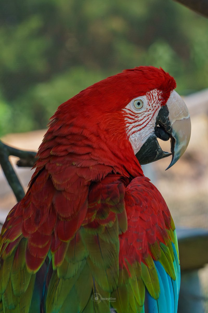 Portrait of a Green Winged Macaw, Stone Zoo