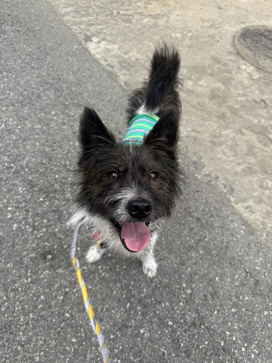 MYB0R1's tweet image. ❤️즉시 입양 가능‼️가족 찾아요❤️
🐶버키, 2살 추정, 9.5kg(마른 편), 미중성 남아
-사람 엄청 좋아 개순딩이, 팔 무늬가 윈터솔져인 귀요미
-털빠짐 레벨 10/10 but 그루밍 잘해요!
-에너지레벨 7/10
-심장사상충 후처치약 복용중, 중성화 예정
-실내 마킹 있음, 멀미x
-타견반응이 있어 외동 추천