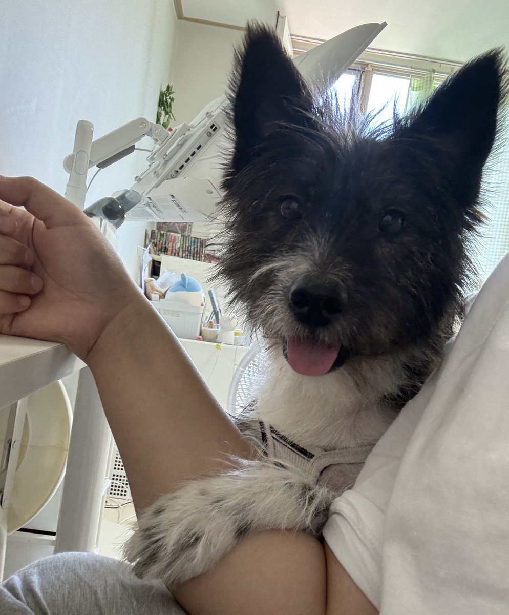 MYB0R1's tweet image. ❤️즉시 입양 가능‼️가족 찾아요❤️
🐶버키, 2살 추정, 9.5kg(마른 편), 미중성 남아
-사람 엄청 좋아 개순딩이, 팔 무늬가 윈터솔져인 귀요미
-털빠짐 레벨 10/10 but 그루밍 잘해요!
-에너지레벨 7/10
-심장사상충 후처치약 복용중, 중성화 예정
-실내 마킹 있음, 멀미x
-타견반응이 있어 외동 추천
