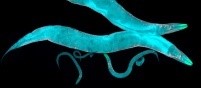 NIHAging's tweet image. NIH's Caenorhabditis Intervention Testing Program (CITP) is currently accepting proposals for compounds to test for their ability to extend lifespan and healthspan. Submit your nominations by July 31. nia.nih.gov/research/dab/c…