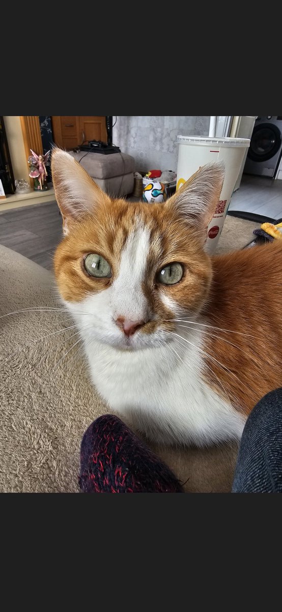 EarperAngel's tweet image. My baby is gone. 💔