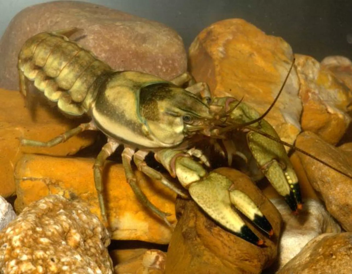 MO Conservation (@mdc_online) on Twitter photo Discover nature this week with Missouri's crayfish at krcu.org/education/2025… Discover nature this week with Missouri's crayfish at krcu.org/education/2025…