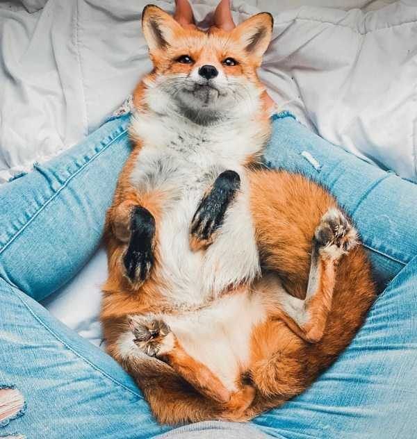 🍁 𝓣𝓱𝓮 𝓕𝓸𝔁 𝓛𝓲𝓯𝓮 🌾🦊 (@thefoxlife) on Twitter photo 