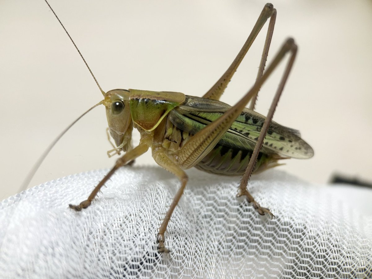 Yabugiris's tweet image. フォロワーが600人超えたので、自己紹介
今は飼育してませんがササキリストの直翅屋です
最近はスマホの外付けマクロレンズで頑張っていろんな直翅撮ってます