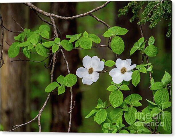 "Wildflowers are the most beautiful kind of flowers because they just appear, unplanned and unexpected."-Unknown

Wildflowers - In an Off Road Adventure Acrylic Print #InMorningLight #travelingwa #white #vine #WashougalRiverRd #forestbeauty #washington #FloralPhotographicArt