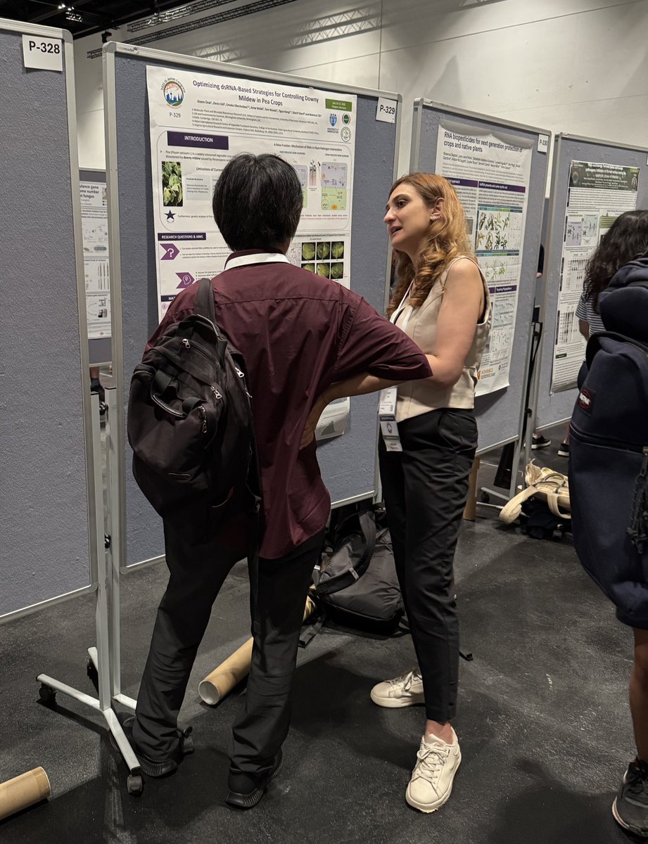 MahmutTor's tweet image. Gizem @gzm_uunall presenting her work on dsRNA-based strategies to control downy mildew in pea crops 🧬 at #2025ISMPMI . P-329 is the number!