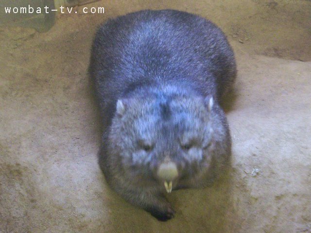 lucywombat5's tweet image. もう、前歯のびてる〜。
2022/7
#ウォンバット　#五月山動物園