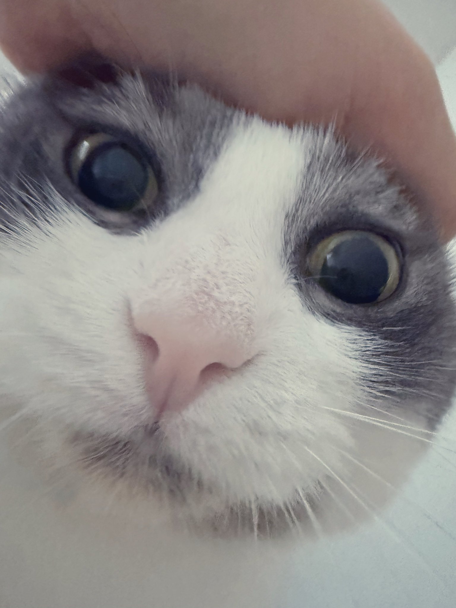 ❁ねこ❁ necoco ネココ リボン付キャットカラー M レッド | ペティオ