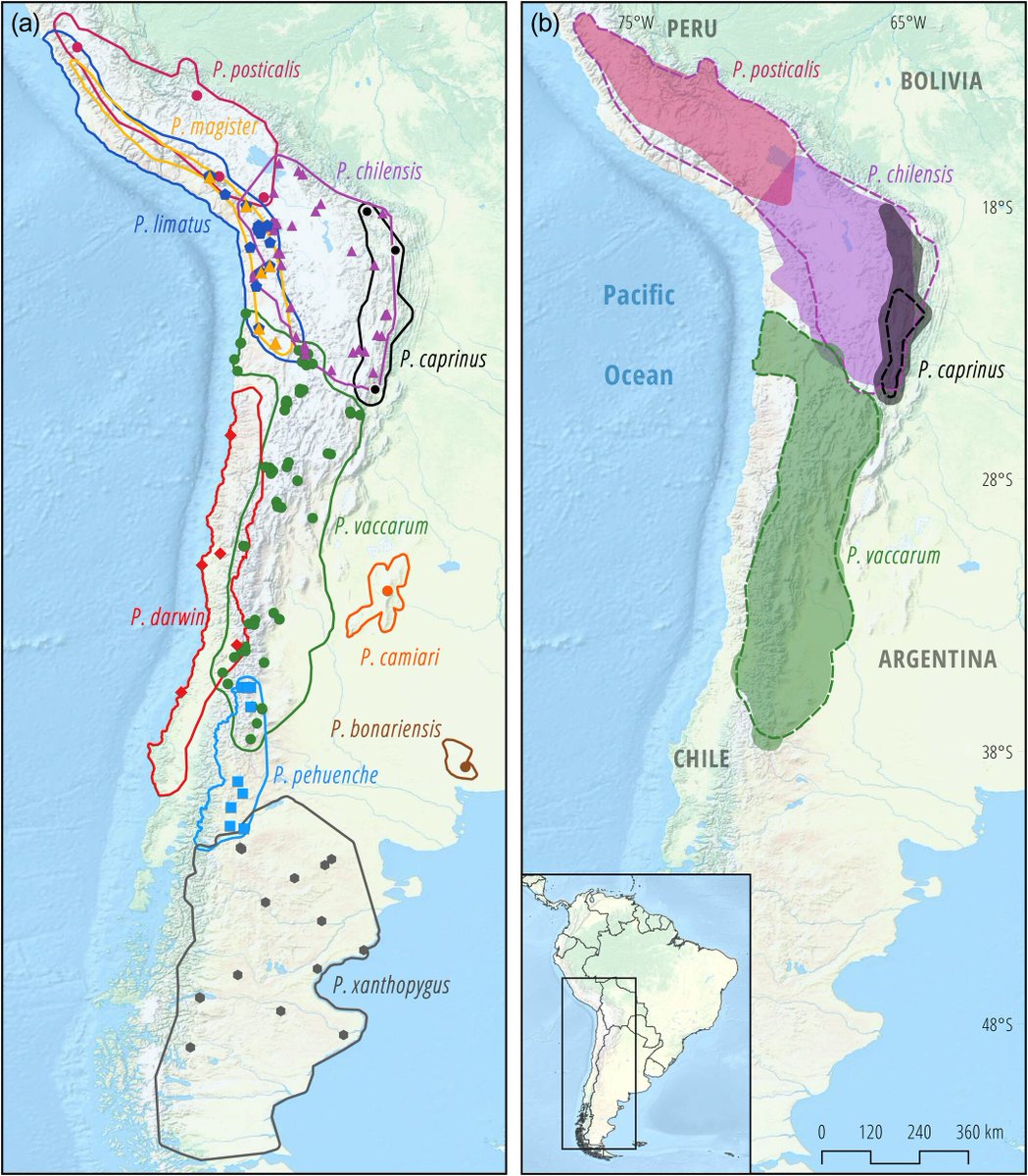 Taxonomía del grupo de especies de Phyllotis darwini. Evidencia de hibridación entre limatus y "vaccarum”. En Chile: darwini, “chilensis”, limatus, magister, “vaccarum” y xanthopygus. ¿Que pasa con osgoodi? Algunas cuestiones nomenclaturales por resolver.

doi.org/10.1002/ece3.7…