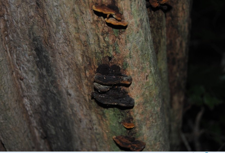 Orejas de palo son HONGOS del Género Ganoderma. Hay algunos Lignícolas, poseen enzimas para DESCOMPONER la madera tanto de ARBOLES VIVOS como aquellos que están 'muertos'.
El cuerpo fructífero de éstos hongos Poliporos aparece -en el árbol- al final del proceso de DESCOMPOSICION