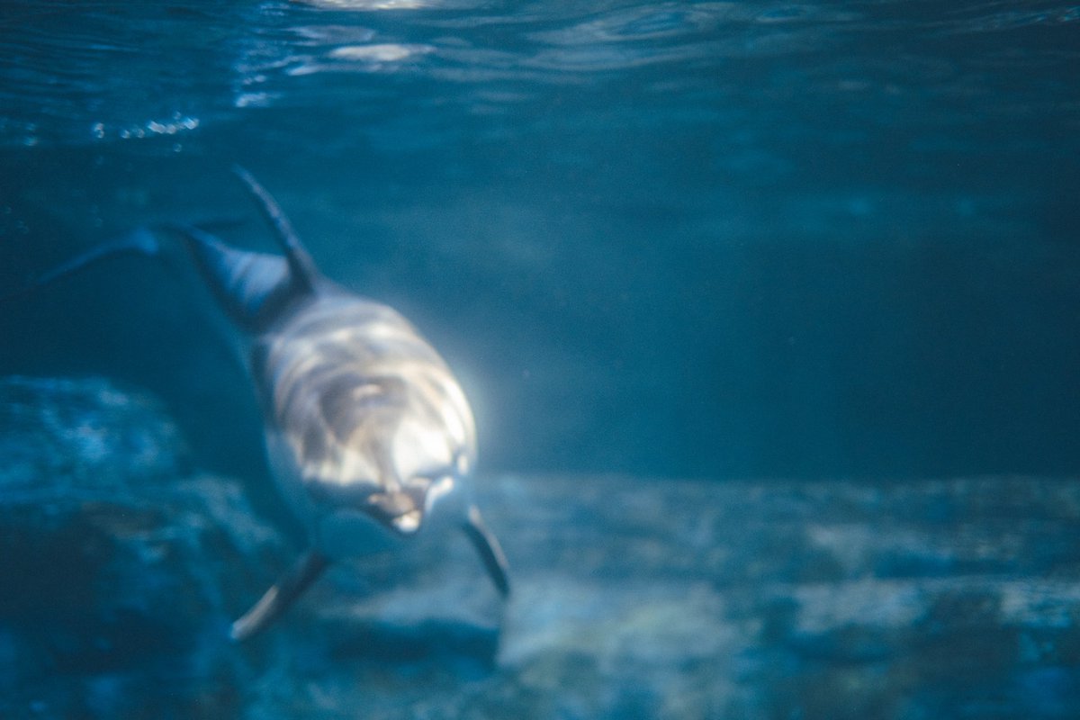 FUJIFILMで切り取るイルカたち