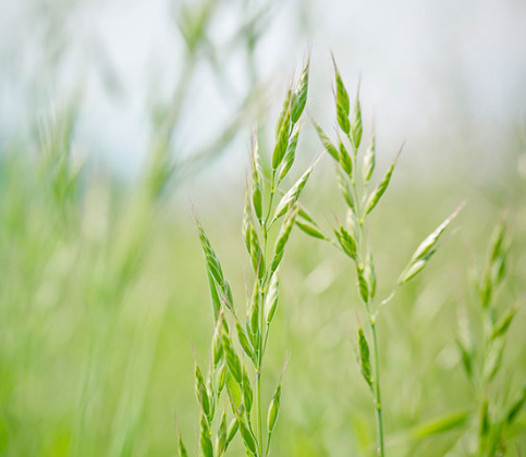 BothLayer's tweet image. #openseatouchgrass