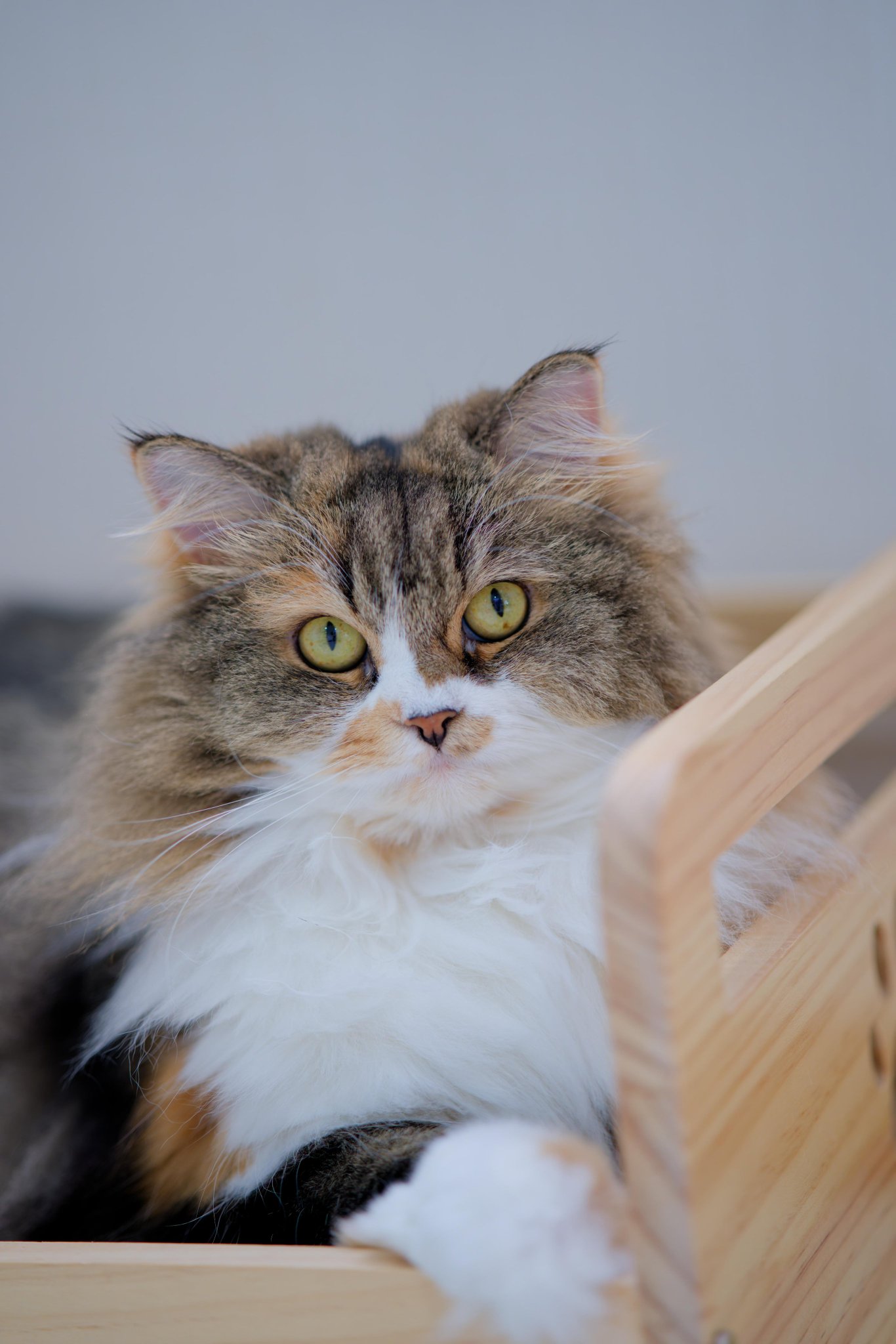 ねこ Hiroshi on X: 
