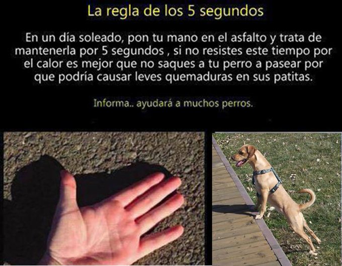 policialocalvlc's tweet image. Les altes temperatures també afecten les teues mascotes🦮🐩🐶
👇Ací et deixem una senzilla mesura per a saber si és convenient traure a passejar a la teua mascota👇