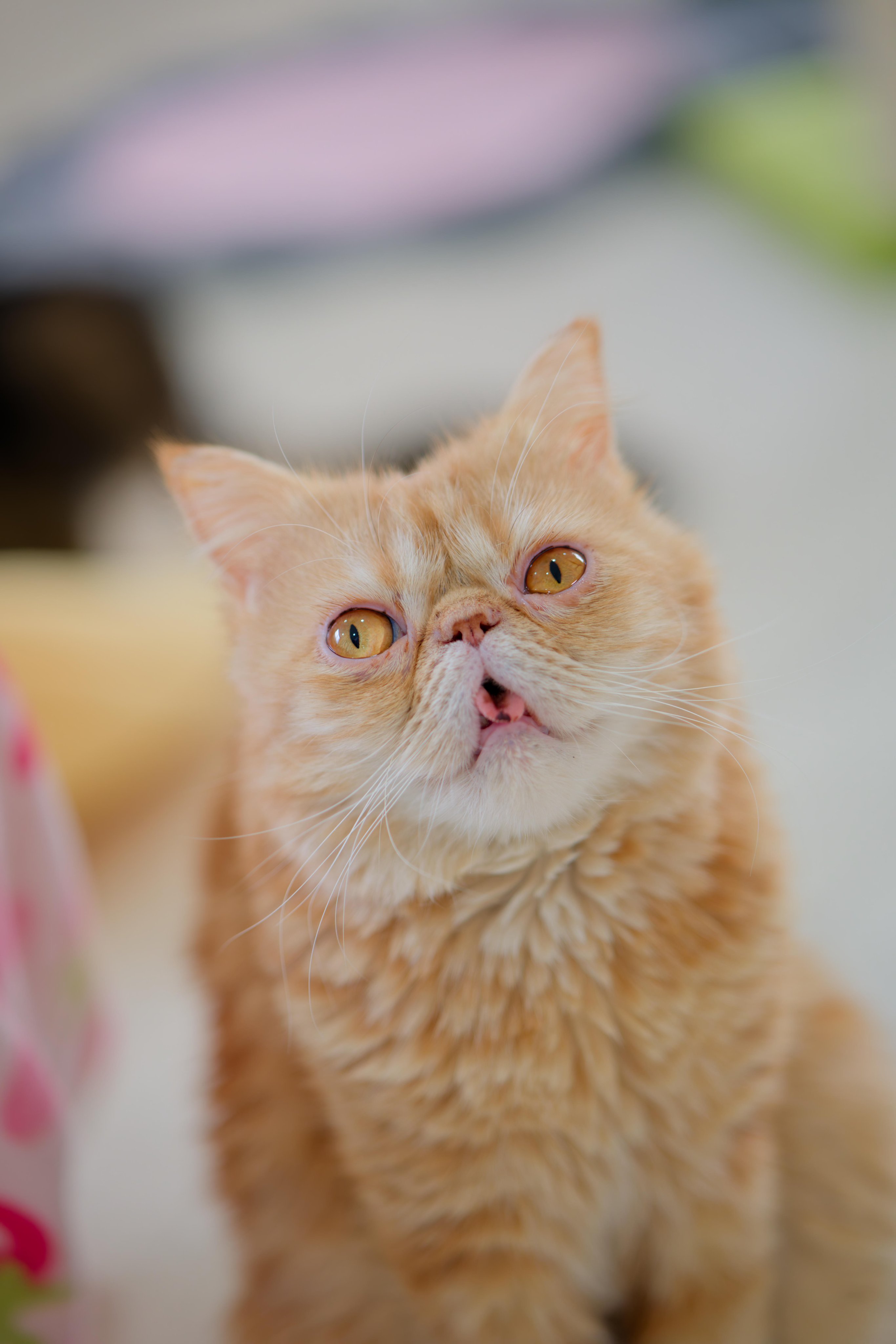 のびネコ のびねこ | STORES