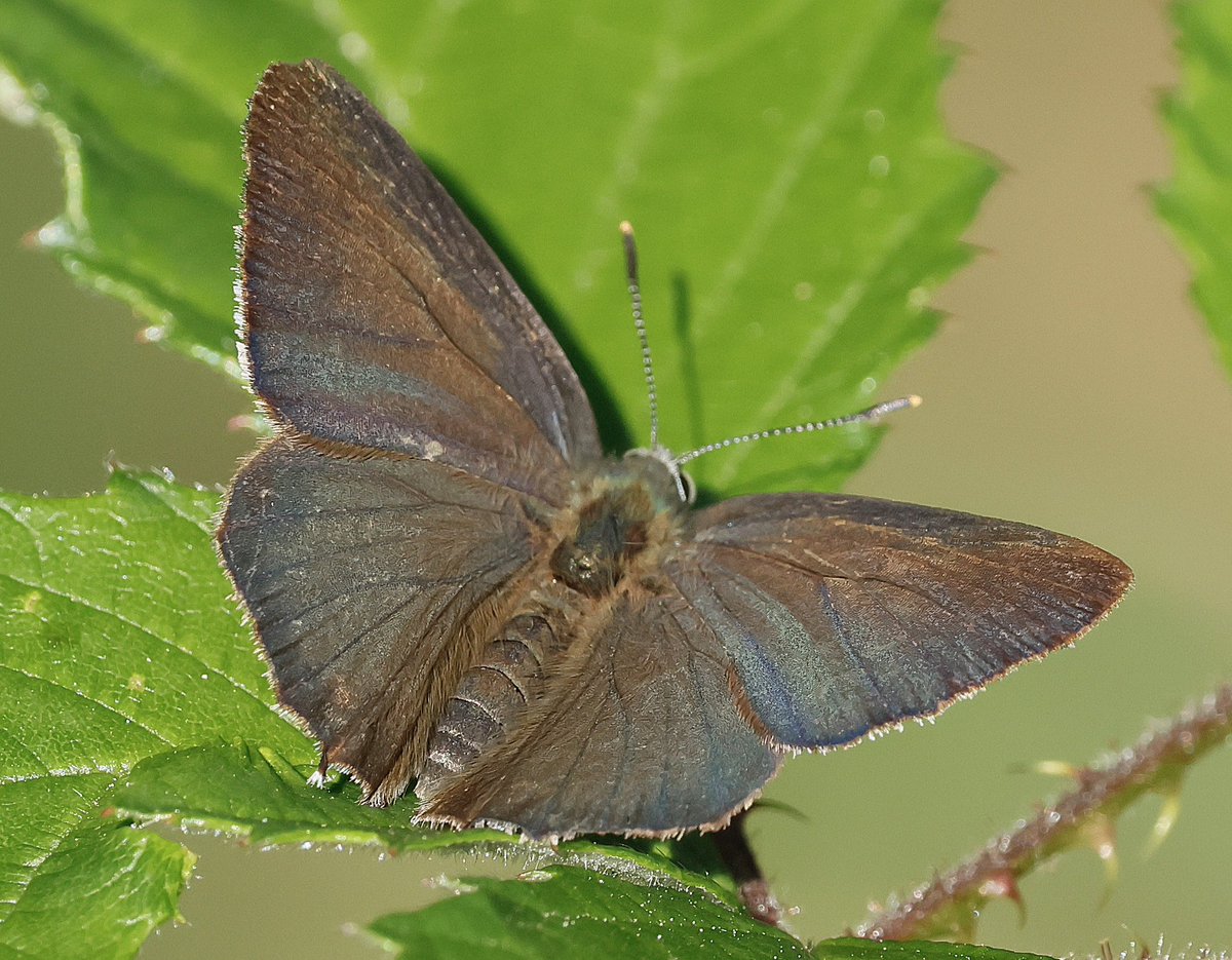 nikols_steve's tweet image. Purple Hairstreak, Ryton Wood Meadows. @BCWarwickshire @savebutterflies