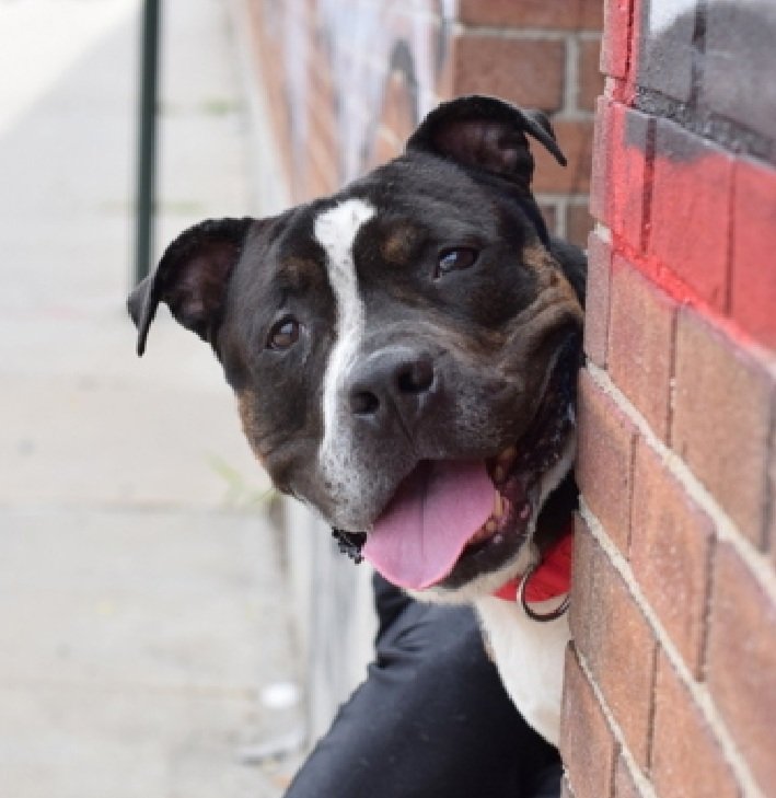 MorgFairsdogs's tweet photo. Landen 229754
Relisted TBK 7/15
#NYCACC #AdoptMe 
A handsome 5 yr old boy
Has CIRDC 🚑
Deteriorating in care
Grabs random items on street, pulls branches off tree and chews them  during walks
Has prey drive, no cats
Help save Landen!
https://t.co/Fo2vPsAZaw
#Pledge4Rescue #foster #adopt