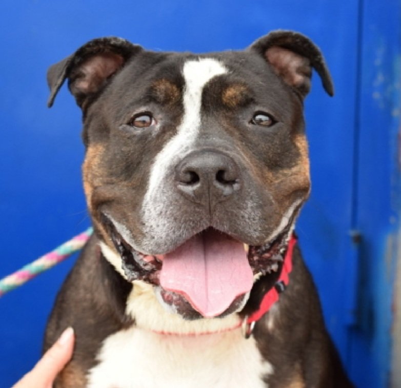 Landen 229754
Relisted TBK 7/15
#NYCACC #AdoptMe 
A handsome 5 yr old boy
Has CIRDC 🚑
Deteriorating in care
Grabs random items on street, pulls branches off tree and chews them  during walks
Has prey drive, no cats
Help save Landen!
nycacc.app/browse/229754
#Pledge4Rescue #foster