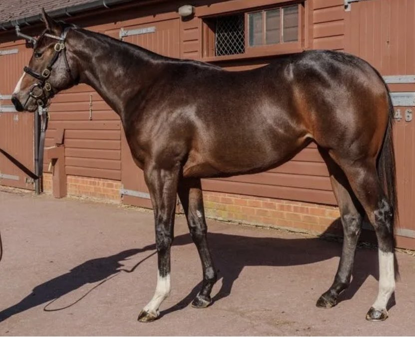 Dave Arthur (@flutter61) on Twitter photo Very recent purchase Social Exclusion runs tonight <a href="/WindsorRaces/">Windsor Racecourse</a> for our <a href="/NBradleyRacing/">Nick Bradley Racing</a> syndicate with <a href="/JPOwenRacing/">James Owen Racing</a>
Up against a strong looking favourite in this small field, but hoping she can recover the form of her debut run πππ€ Very recent purchase Social Exclusion runs tonight <a href="/WindsorRaces/">Windsor Racecourse</a> for our <a href="/NBradleyRacing/">Nick Bradley Racing</a> syndicate with <a href="/JPOwenRacing/">James Owen Racing</a>
Up against a strong looking favourite in this small field, but hoping she can recover the form of her debut run πππ€