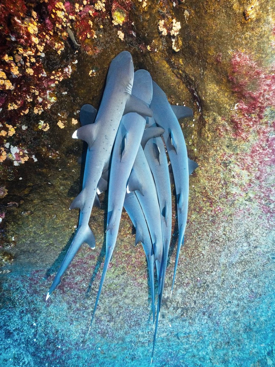 Marine Life Monday 

📸 <a href="/ben/">#1</a>.freediver