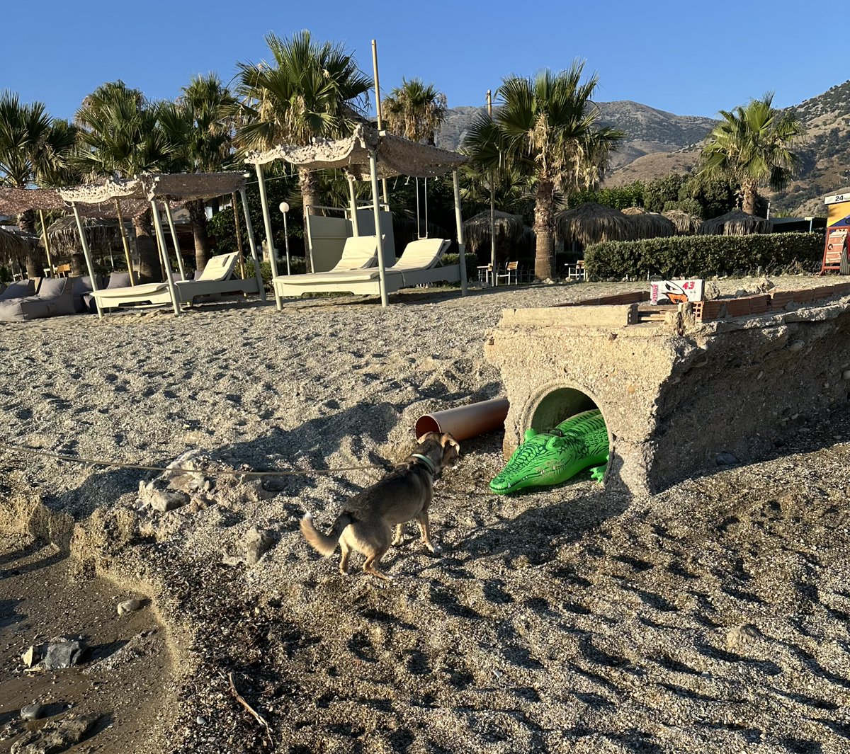 Had a stand-off wiv dis dragon hiding on me beech!