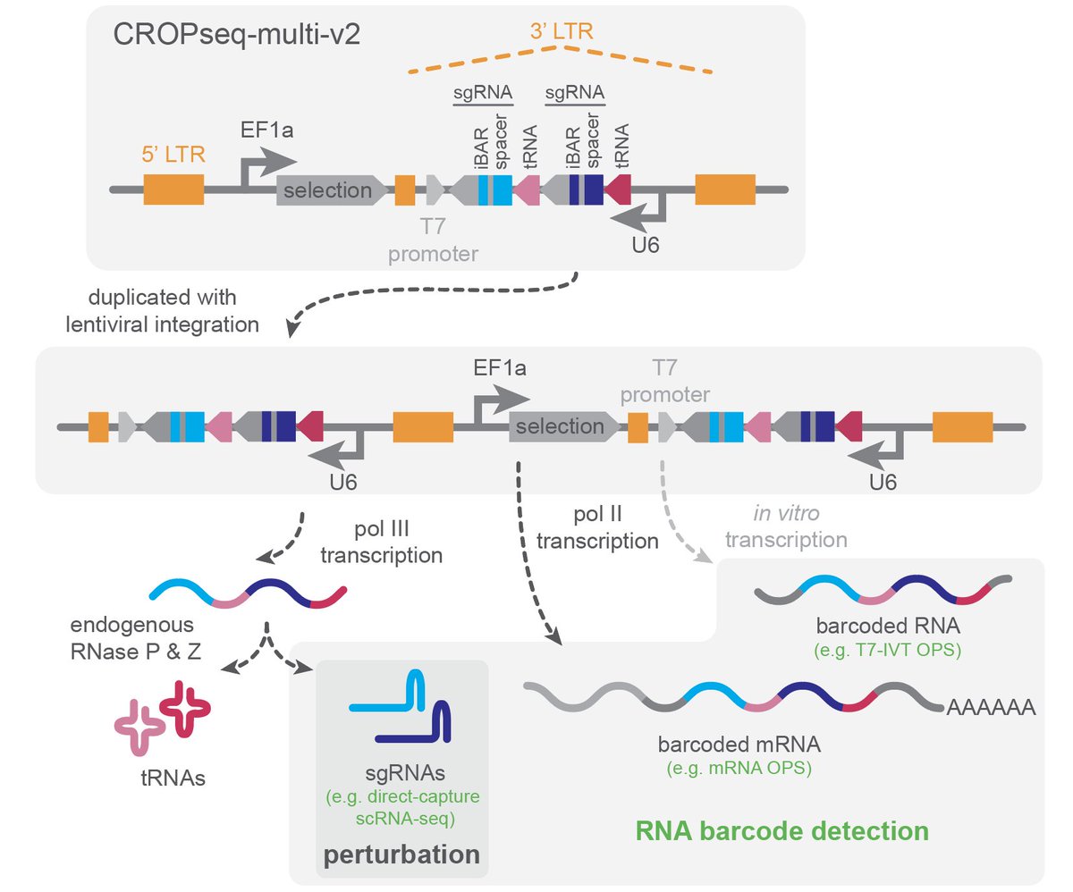 Russell Walton (@russelltwalton) on Twitter photo We’re <a href="/BlaineyLab/">Blainey Lab</a> sharing a major update to CROPseq-multi, our versatile system for CRISPR screens that is compatible with individual and combinatorial perturbations, diverse SpCas9-based technologies, and multiple high-content, single-cell readouts. biorxiv.org/content/10.110… We’re <a href="/BlaineyLab/">Blainey Lab</a> sharing a major update to CROPseq-multi, our versatile system for CRISPR screens that is compatible with individual and combinatorial perturbations, diverse SpCas9-based technologies, and multiple high-content, single-cell readouts. biorxiv.org/content/10.110…