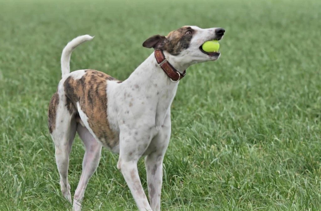 Hopper 2 yr 2 month old Greyhound, he's shy at first 
but give him a toy and his reserved nature disappears to 
joyful energy, he bounces with pure delight, more 
info/adopt him from <a href="/hectorsgrescue/">Hector’s Greyhound Rescue</a> UK