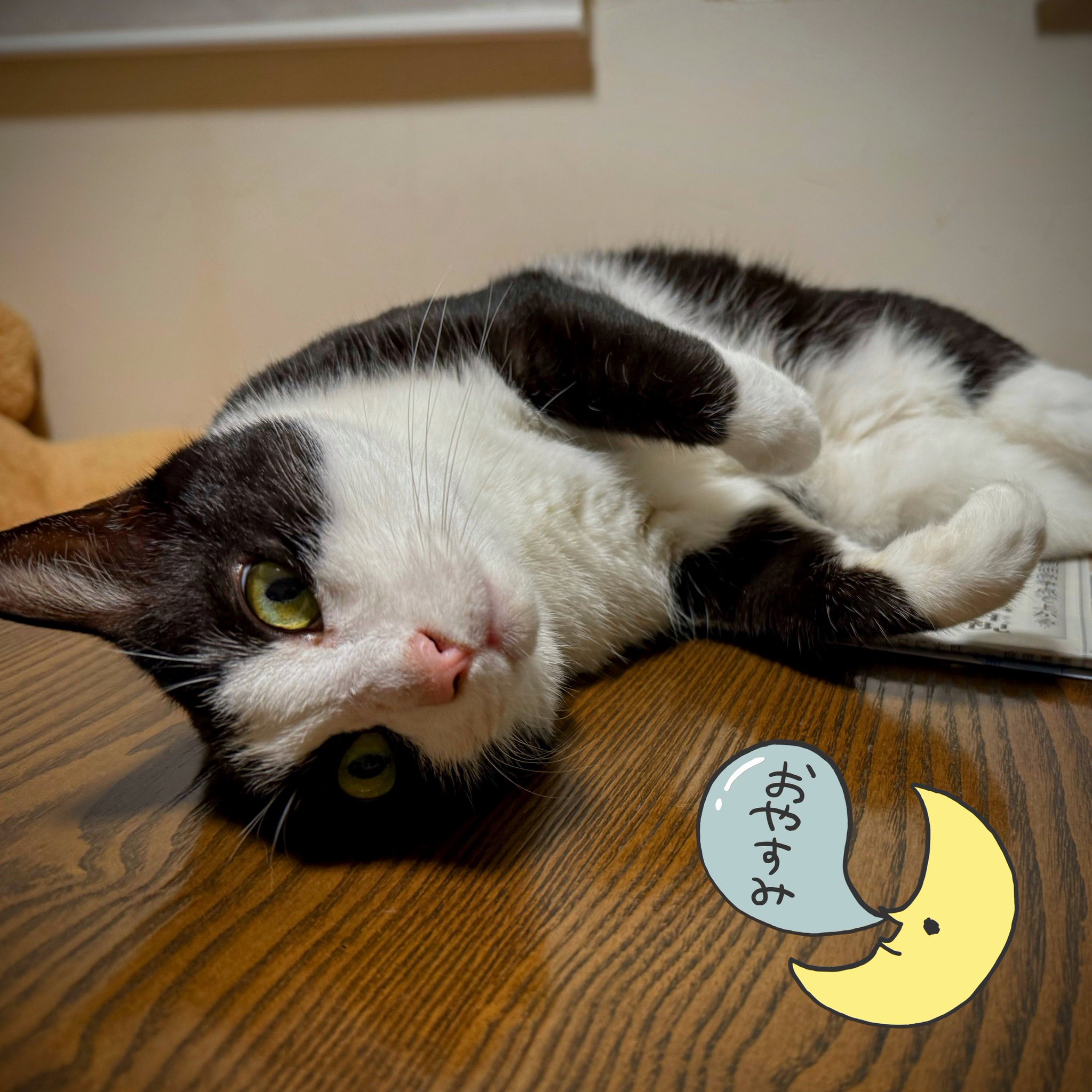 ふんばり親子猫　ハチワレ 日光ハチワレ☀️親子猫ミューズ詩音つくし on X: 