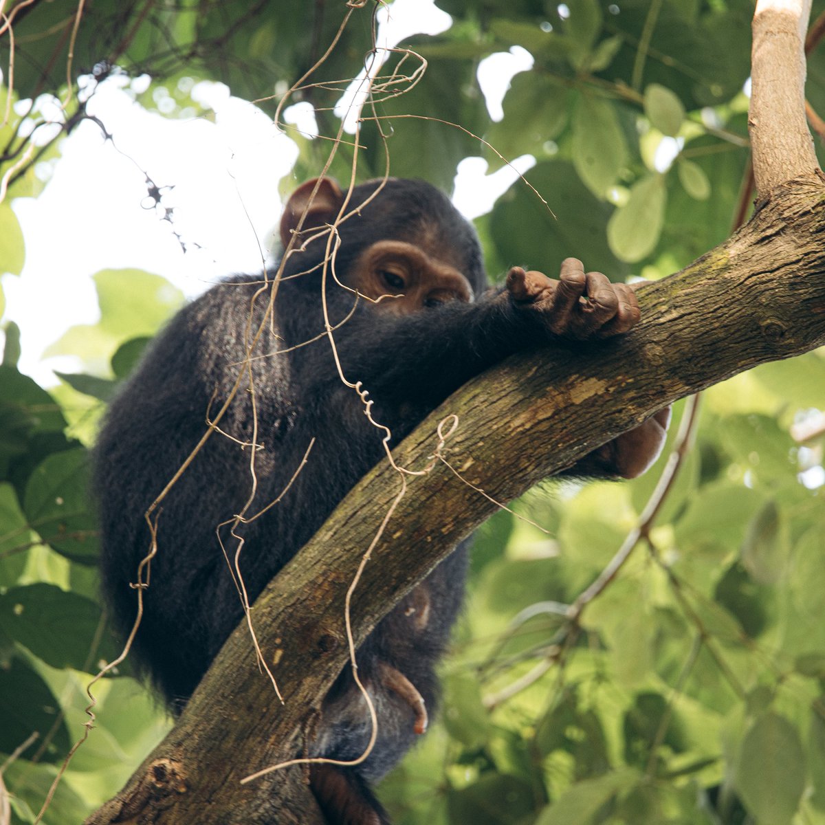 World Chimpanzee Day🌍

This date marks the anniversary of Dr. Jane Goodall’s first visit to Gombe Stream National Park in Tanzania in 1960, where she began her groundbreaking research on wild chimpanzees. Her work forever changed the way we understand not only chimpanzees but