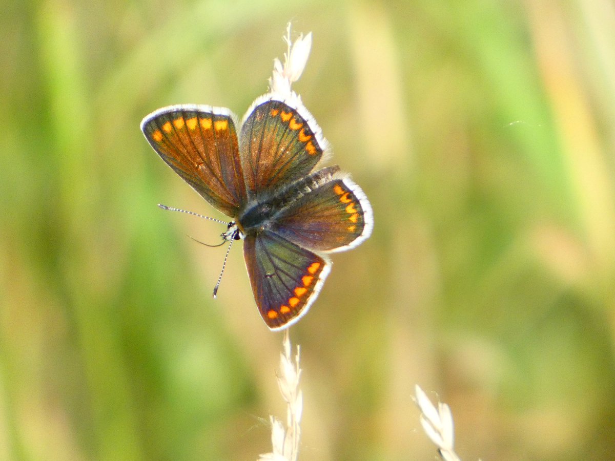 Douglas Goddard (@butterflydoug1) on Twitter photo Some of the butterflies at Summer Leys yesterday morning. <a href="/dave_b_james/">David James</a> <a href="/BedsNthantsBC/">Beds and Northants BC</a> <a href="/wildlifebcn/">The Wildlife Trust for Beds, Cambs & Northants</a> Some of the butterflies at Summer Leys yesterday morning. <a href="/dave_b_james/">David James</a> <a href="/BedsNthantsBC/">Beds and Northants BC</a> <a href="/wildlifebcn/">The Wildlife Trust for Beds, Cambs & Northants</a>