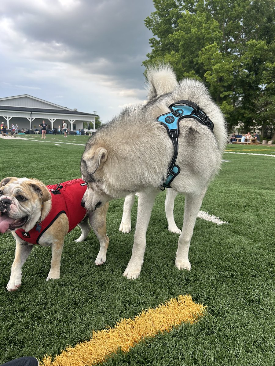 johnjohn_the's tweet image. We met a giant dog yesterday, I played it cool, although I was a bit scared