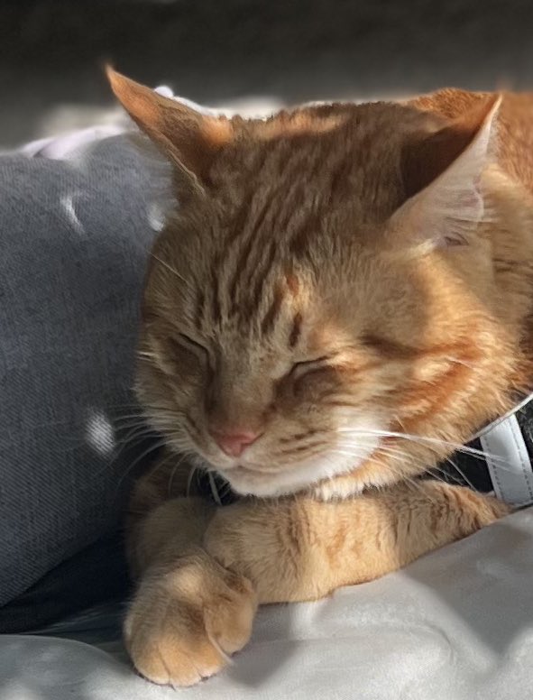 こっくり、こっくり🌻　　　　　by🐯