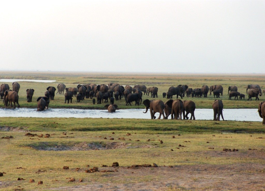 Pillandia's tweet photo. Elephants leaving Botswana 🇧🇼 (foreground) to go to Namibia 🇳🇦 (background), crossing a segment of the Chobe River, which marks the international border.
📸: 2009.
🌐: 17°50'56.9"S 24°51'22.3"E.
https://t.co/QjX7iuks7U
#Border #Chobe #Cuando #Kwando https://t.co/45DLwNVl8X