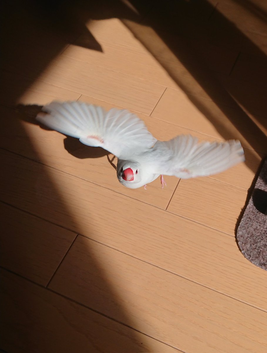 飛び立つみおちゃんは一途で可愛い。