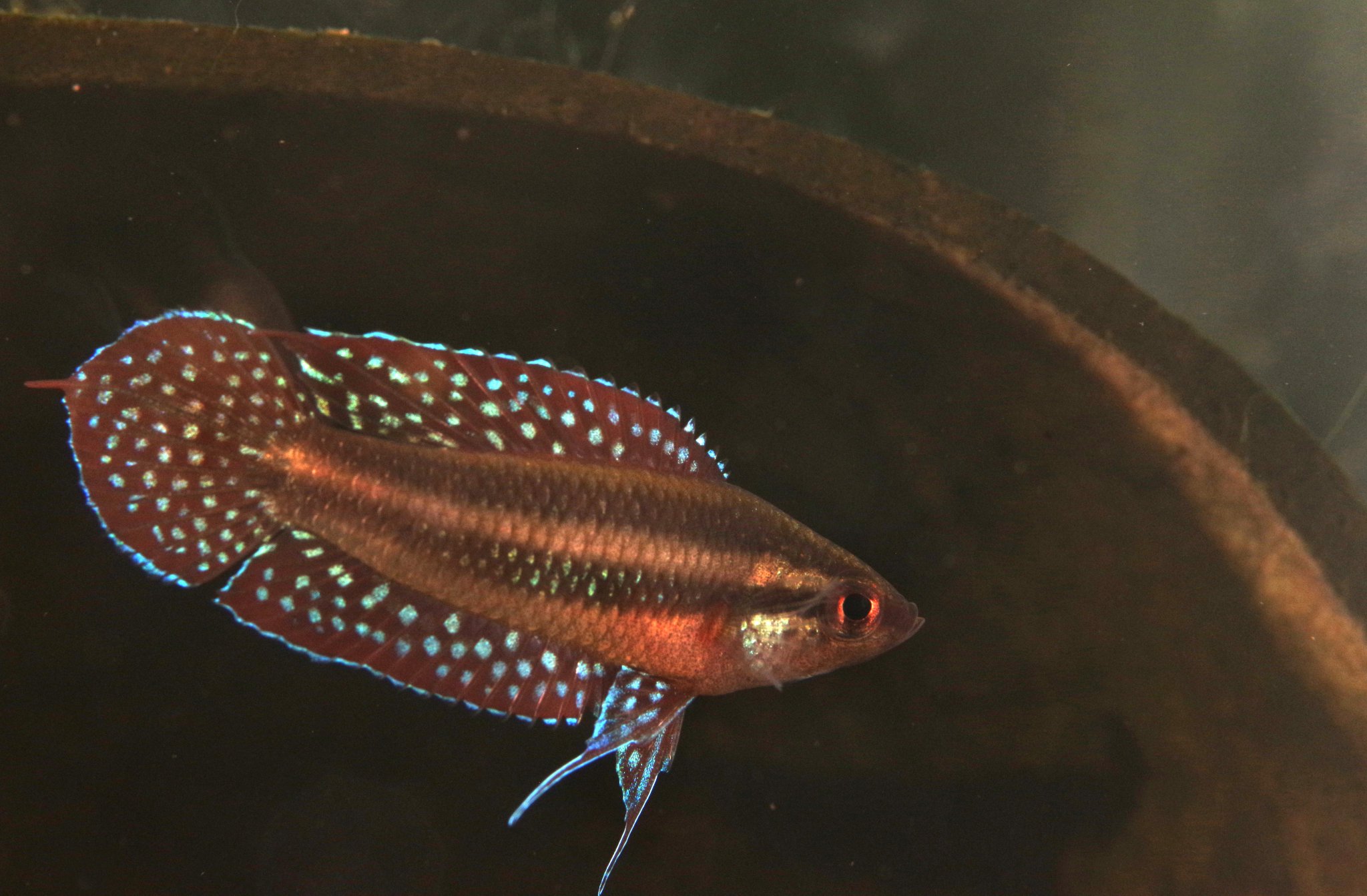 熱帯魚様 Amazon | （熱帯魚）ベタ・ダブルテール 色指定なし（オス）（1