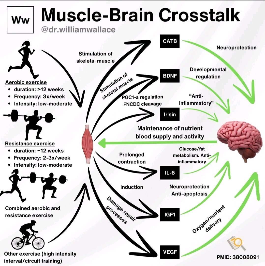 The muscle-brain connection: The role of exercise-induced myokines in combatting aging-delated disease(s)

Last week, I made a post on myokines—signaling molecules secreted by muscles in response to exercise, and their impact on multiple different organ systems. This post is