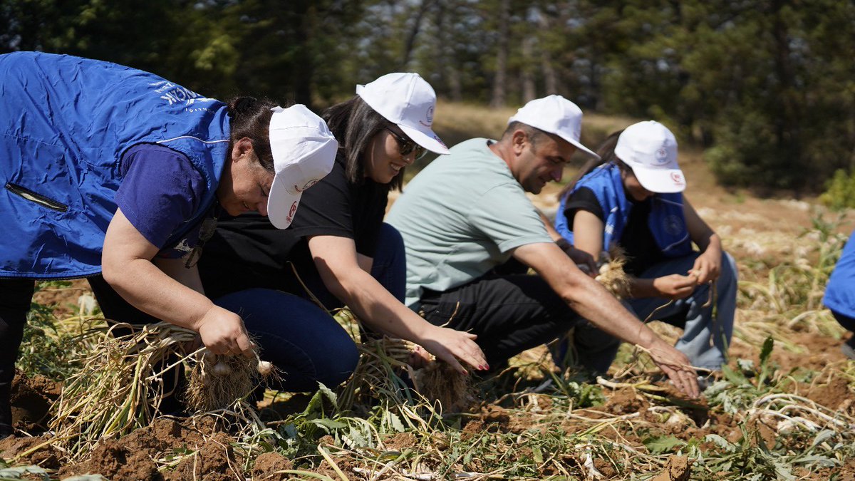 👩‍🌾🧄 Gönüllü gençlerimizle Taşköprü’nün simgesi sarımsağı hasat ettik!
Doğayla iç içe, emek dolu bir gün geçirdik.
💚 Üretimi öğrendik, paylaşmanın güzelliğini yaşadık.
#GönüllüHasat #KastamonuGençlikMerkezi