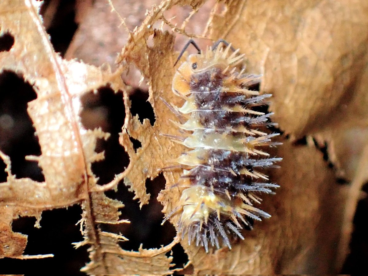 落ち葉を食べるトゲトゲ