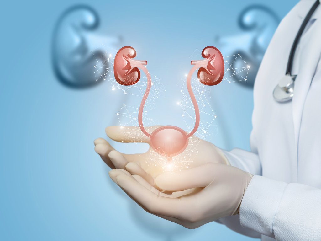 Kidney_Research's tweet image. Kidney doctor, Dr Melanie Chan, has been awarded a start-up grant to better understand how genes in the developing kidneys and bladder work together to control development, and what can go wrong in urinary tract malformations (UTMs).
By understanding how cells in the developing…